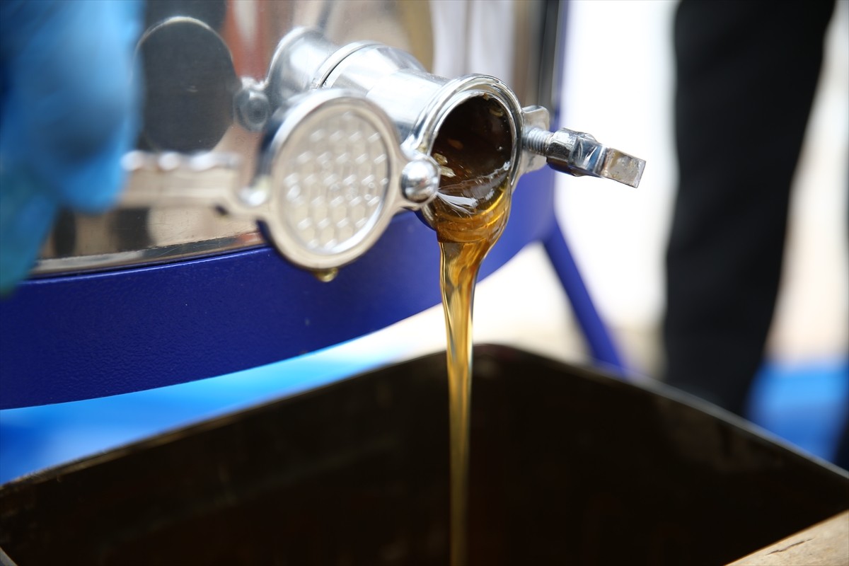 Avrupa Birliği'nden (AB) coğrafi işaret tescili almaya hak kazanan Bingöl balında hasat...