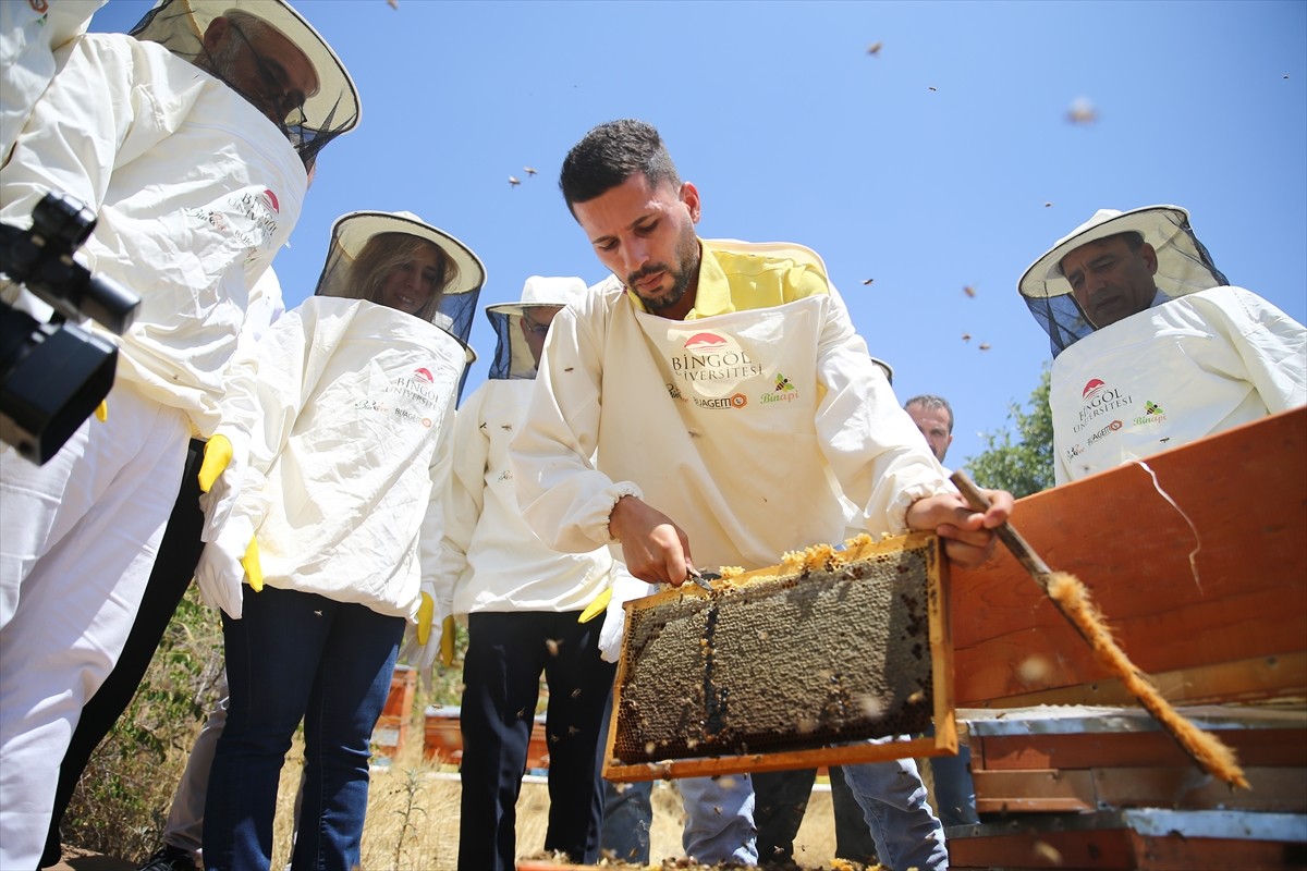 Avrupa Birliği'nden (AB) coğrafi işaret tescili almaya hak kazanan Bingöl balında hasat...