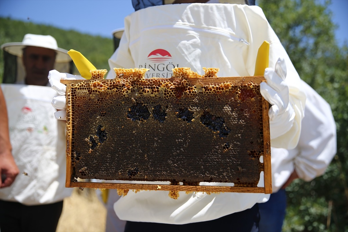Avrupa Birliği'nden (AB) coğrafi işaret tescili almaya hak kazanan Bingöl balında hasat...