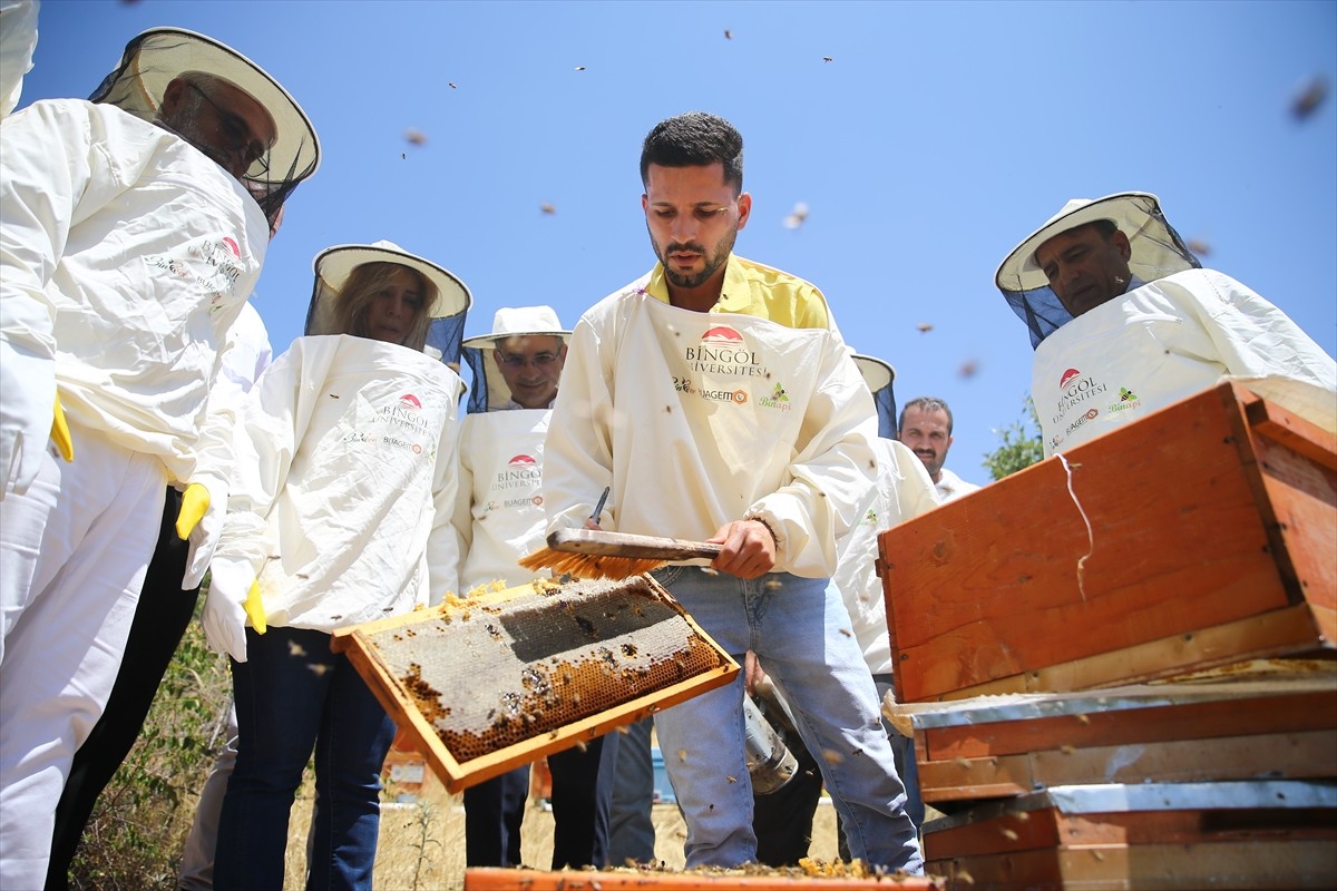 Avrupa Birliği'nden (AB) coğrafi işaret tescili almaya hak kazanan Bingöl balında hasat...