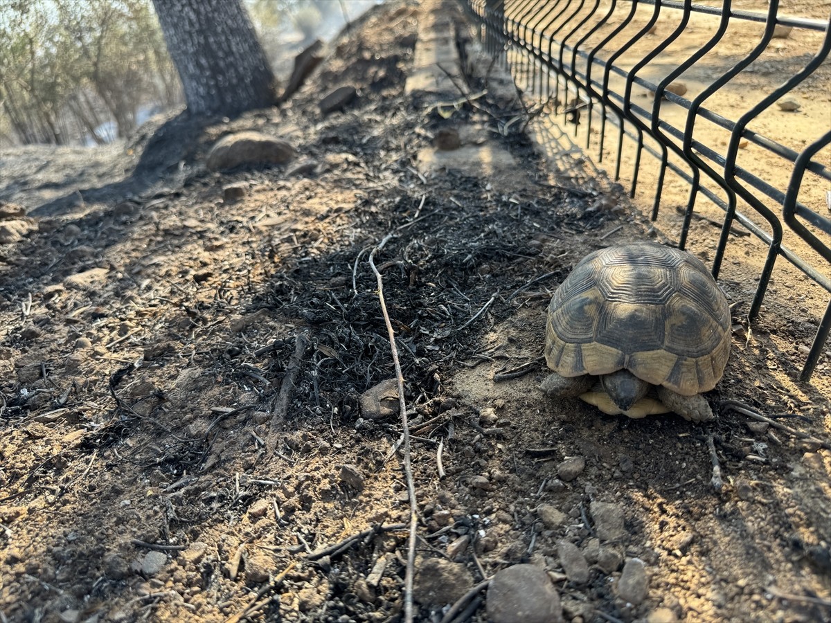 Aydın'da zeytinlik ve otluk alanda çıkan yangın, havadan ve karadan müdahaleyle kontrol altına...