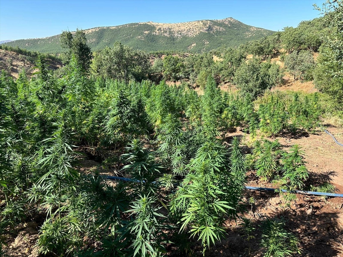 Bingöl'ün Genç ilçesinde düzenlenen operasyonda, 40 bin 660 kök Hint keneviri ele geçirildi.