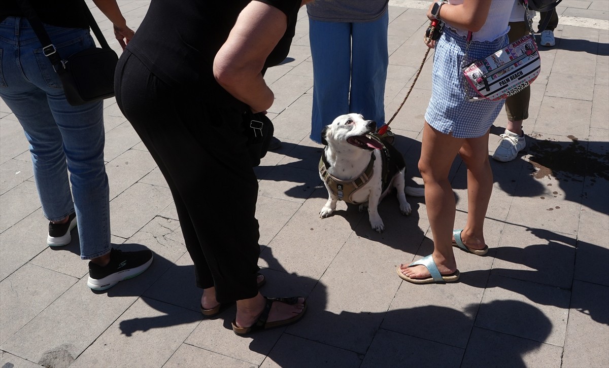 Bir grup hayvansever, sahipsiz hayvanlara yönelik "Hayvanları Koruma Kanununda Değişiklik...