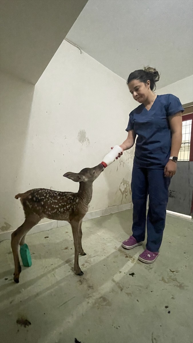 Bolu'da yaralı bulunan kızıl geyik yavrusunun bakımı, tedavi için getirildiği veteriner kliniğinde...