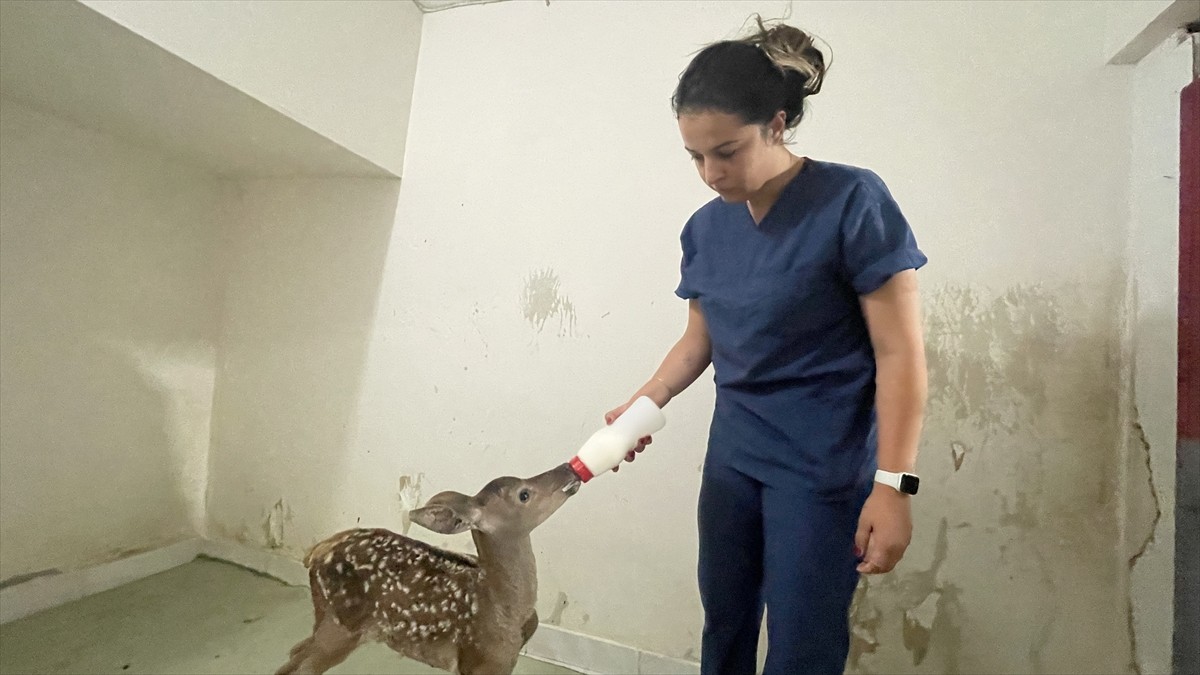Bolu'da yaralı bulunan kızıl geyik yavrusunun bakımı, tedavi için getirildiği veteriner kliniğinde...