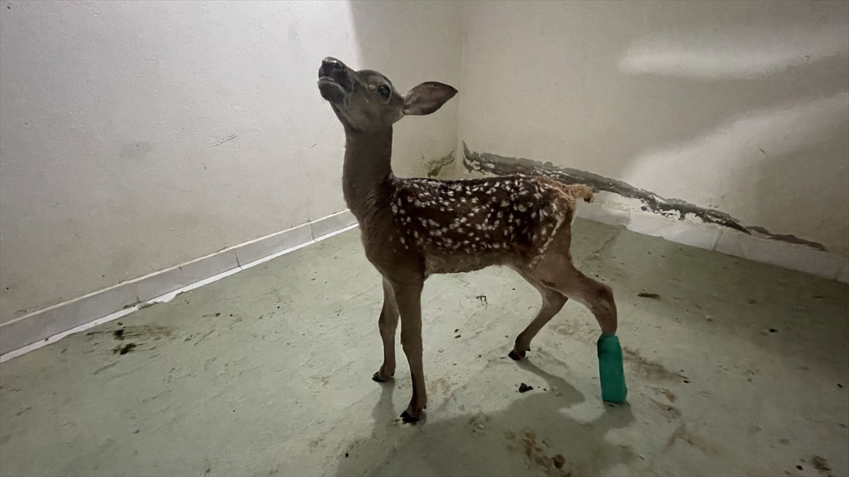 Bolu'da yaralı bulunan kızıl geyik yavrusunun bakımı, tedavi için getirildiği veteriner kliniğinde...