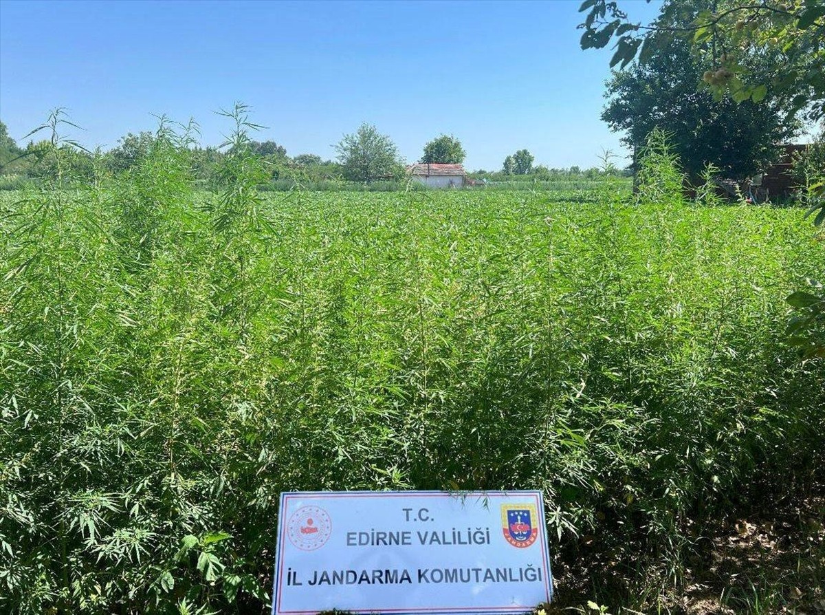 Edirne'de, jandarma ekiplerince 6 bin kök Hint keneviri ele geçirildi.