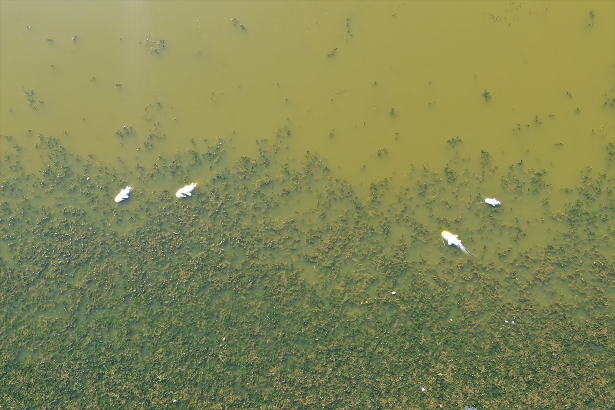 Edirne'nin Lalapaşa ilçesine bağlı Çömlekköy Göleti'nde, su seviyesinin düşmesine bağlı oksijen...