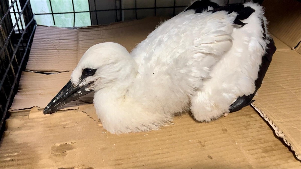 Erzurum'da yuvasında yalnız kalan leylek yavrusu koruma altına alındı.