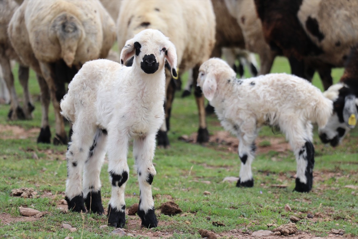 Erzurum'un 2 bin 600 rakımındaki Dumlubaba Yaylası'nda konaklayan göçerlerin günlük yaşamı zorlu...