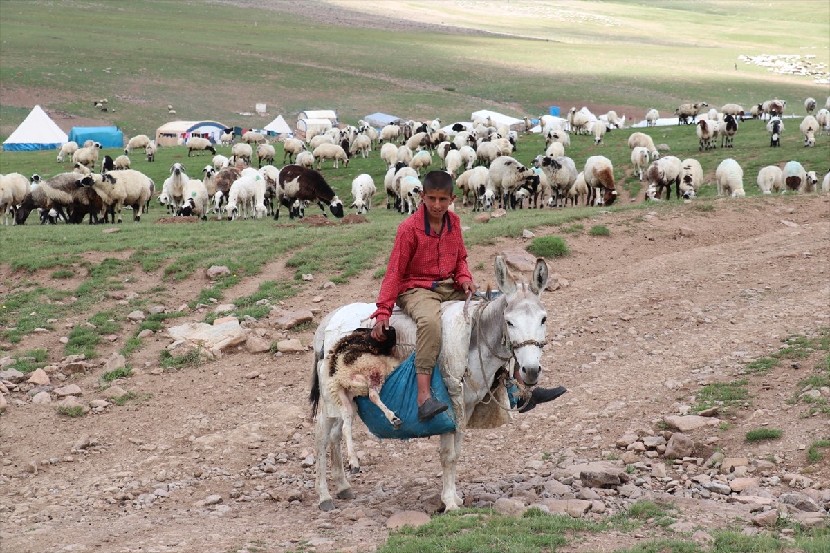 Erzurum'un 2 bin 600 rakımındaki Dumlubaba Yaylası'nda konaklayan göçerlerin günlük yaşamı zorlu...
