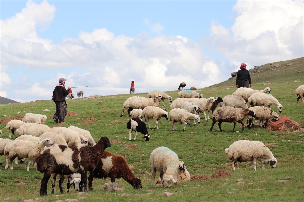 Erzurum'un 2 bin 600 rakımındaki Dumlubaba Yaylası'nda konaklayan göçerlerin günlük yaşamı zorlu...
