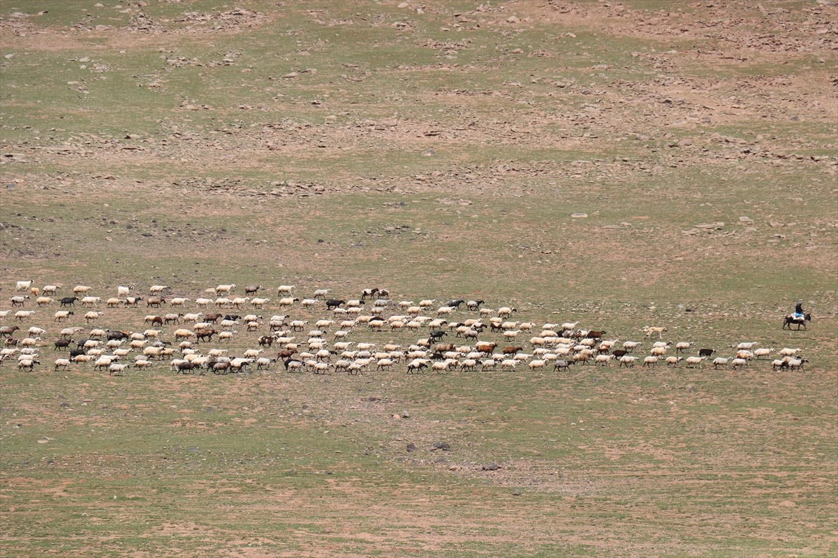 Erzurum'un 2 bin 600 rakımındaki Dumlubaba Yaylası'nda konaklayan göçerlerin günlük yaşamı zorlu...