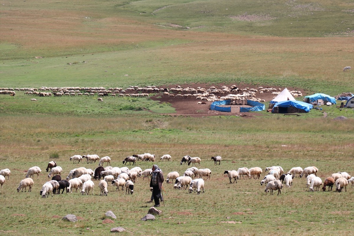 Erzurum'un 2 bin 600 rakımındaki Dumlubaba Yaylası'nda konaklayan göçerlerin günlük yaşamı zorlu...