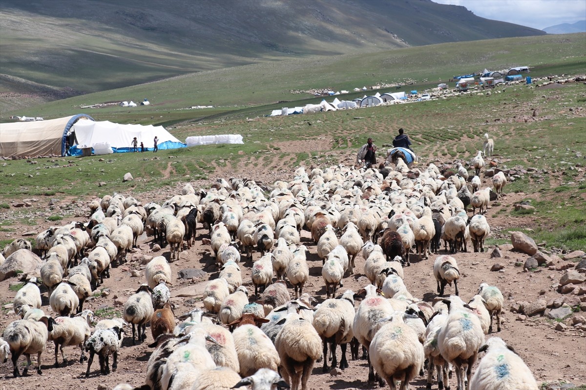 Erzurum'un 2 bin 600 rakımındaki Dumlubaba Yaylası'nda konaklayan göçerlerin günlük yaşamı zorlu...