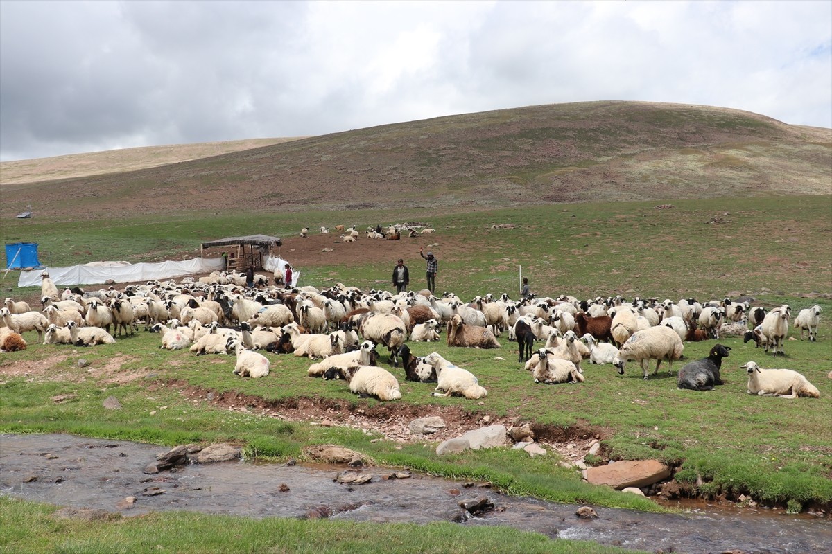 Erzurum'un 2 bin 600 rakımındaki Dumlubaba Yaylası'nda konaklayan göçerlerin günlük yaşamı zorlu...