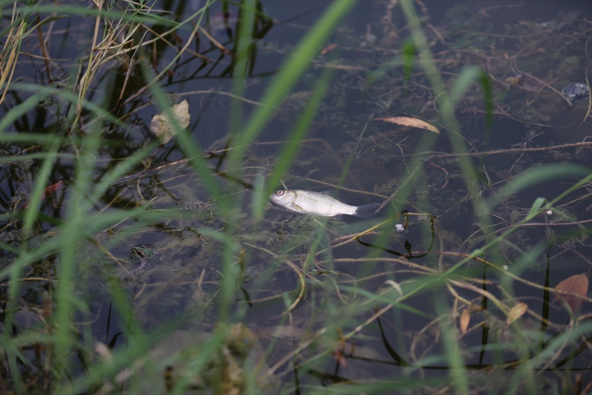Eskişehir'de kent merkezinden geçen Porsuk Çayı'nda balık ölümleri görüldü.