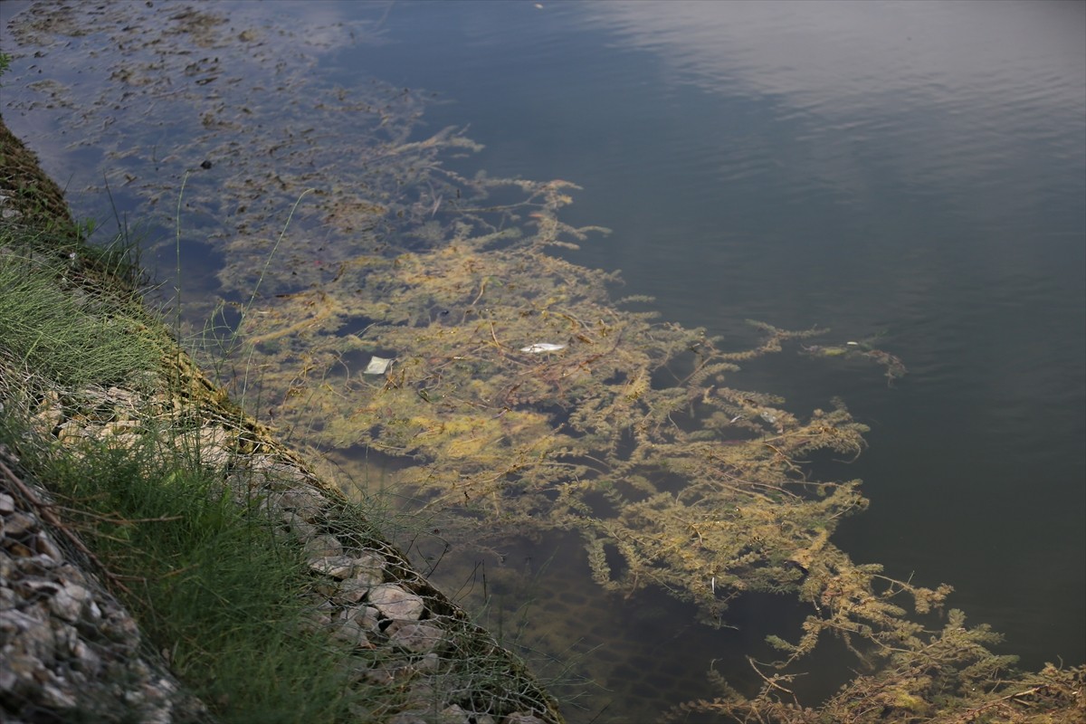 Eskişehir'de kent merkezinden geçen Porsuk Çayı'nda balık ölümleri görüldü.