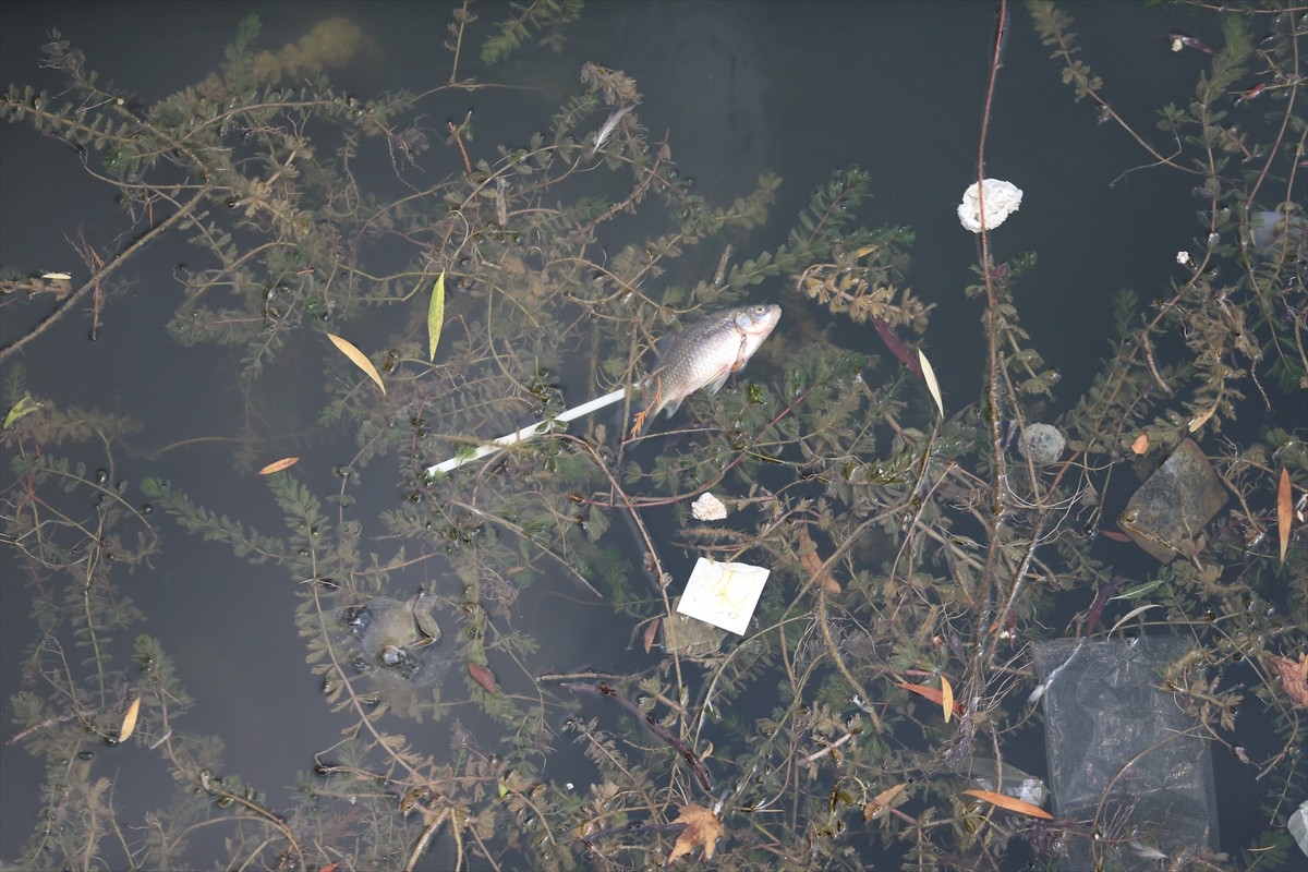 Eskişehir'de kent merkezinden geçen Porsuk Çayı'nda balık ölümleri görüldü.