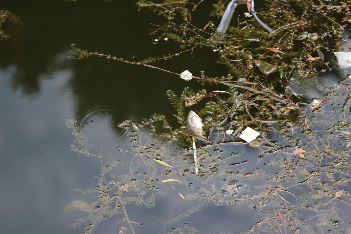 Eskişehir'de kent merkezinden geçen Porsuk Çayı'nda balık ölümleri görüldü.