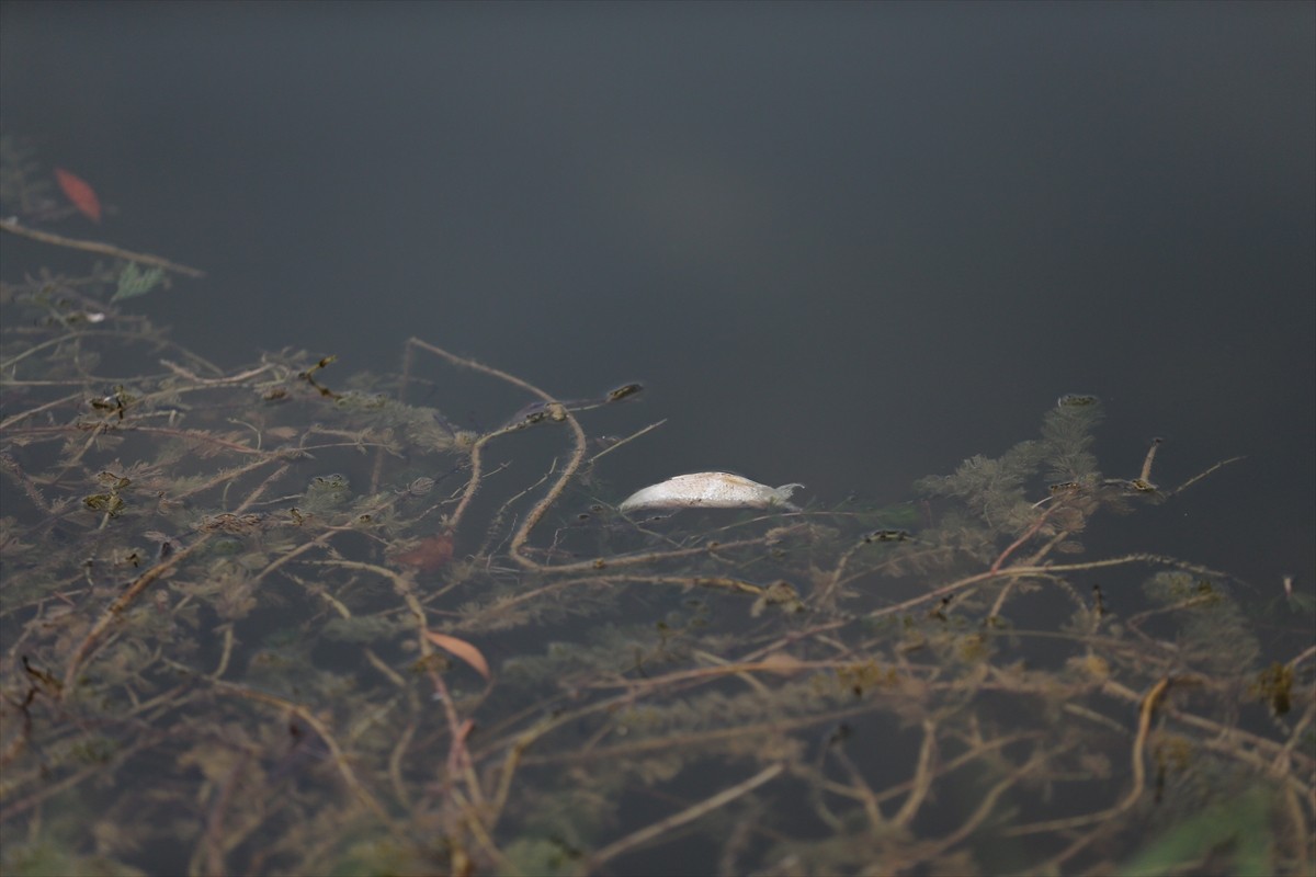 Eskişehir'de kent merkezinden geçen Porsuk Çayı'nda balık ölümleri görüldü.