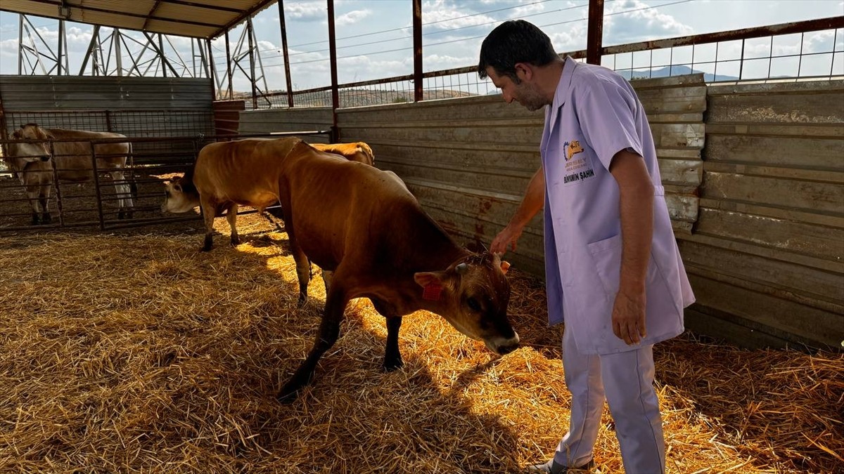 İzmir'in Tire ilçesindeki bir çiftlikte Ar-Ge çalışmalarıyla geliştirilen yerli boğalar, sperma...