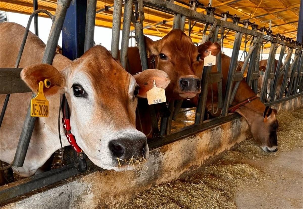 İzmir'in Tire ilçesindeki bir çiftlikte Ar-Ge çalışmalarıyla geliştirilen yerli boğalar, sperma...