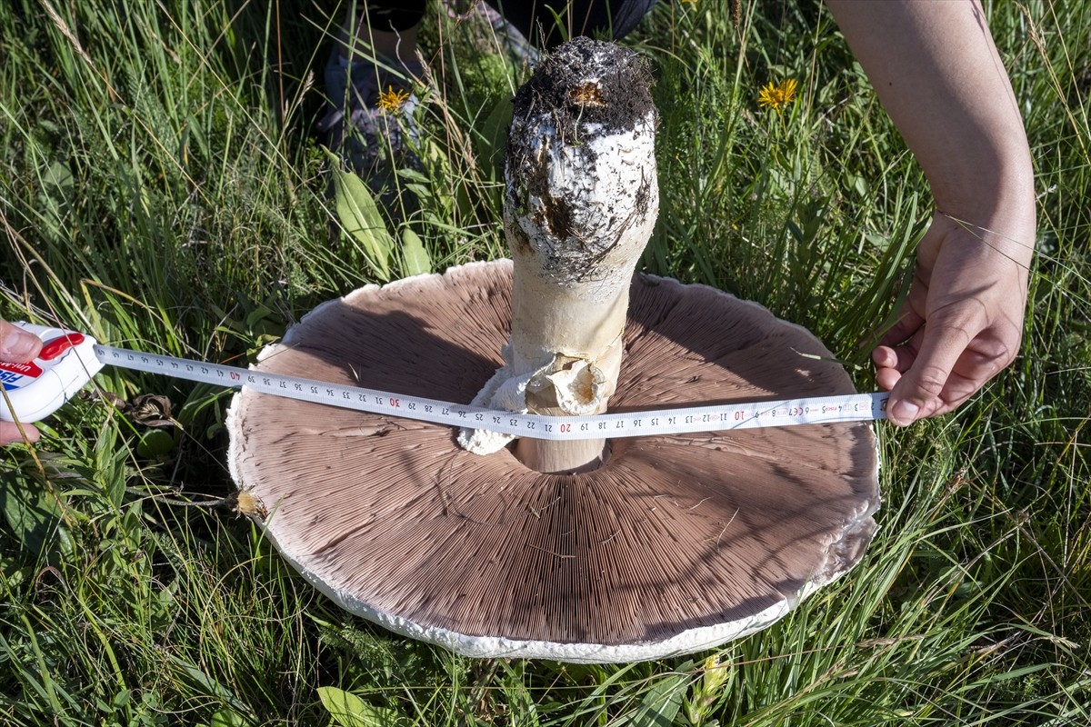 Kars'ta uzun bir süredir etkili olan sağanağın ardından çıkan dev mantarlar vatandaşları...