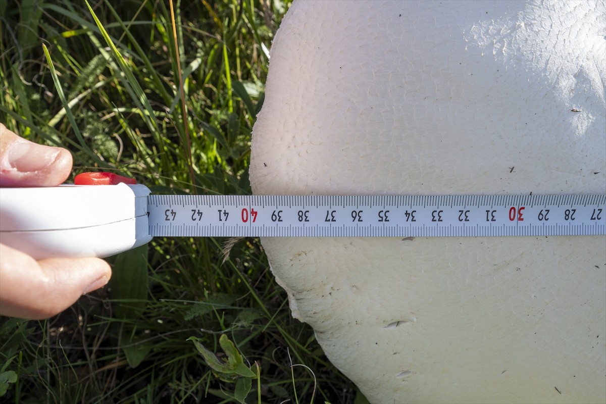 Kars'ta uzun bir süredir etkili olan sağanağın ardından çıkan dev mantarlar vatandaşları...