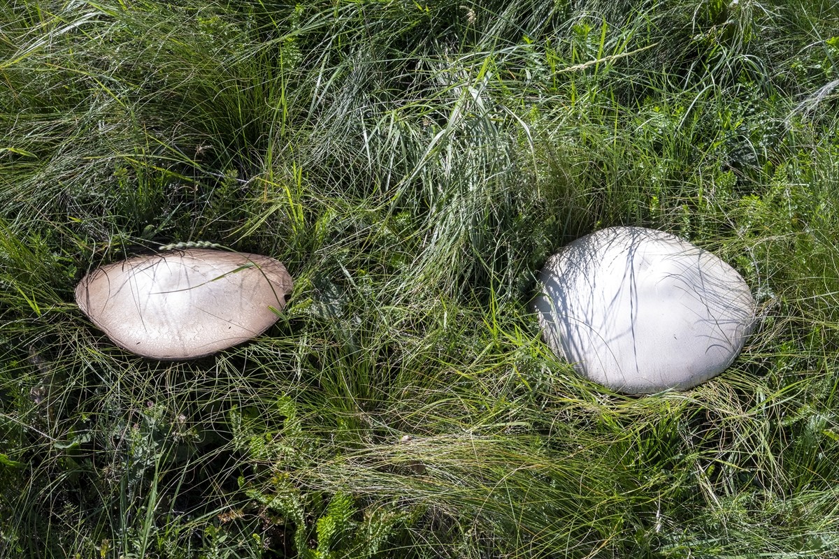 Kars'ta uzun bir süredir etkili olan sağanağın ardından çıkan dev mantarlar vatandaşları...