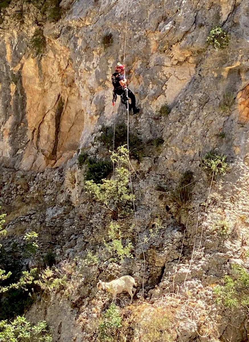 Mersin'in Erdemli ilçesinde, uçurumda mahsur kalan keçi, itfaiye ekiplerince kurtarılıp sahibine...