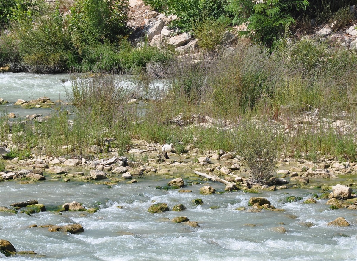 Mersin'in Silifke ilçesinde, kanadındaki kırık nedeniyle Göksu Nehri'ndeki adada mahsur kalan...