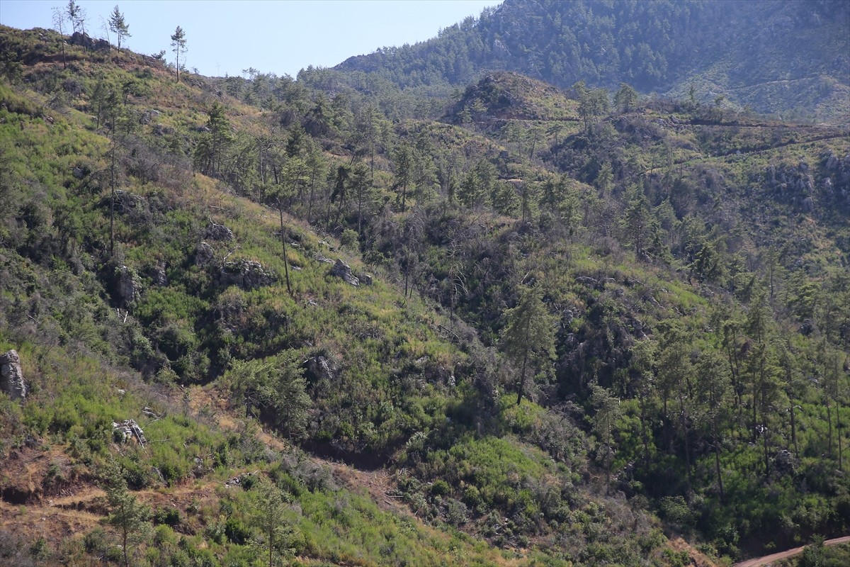 Muğla'da meydana gelen yangınlarda zarar gören ormanlık alanlar, ekiplerin yoğun çalışmasıyla...