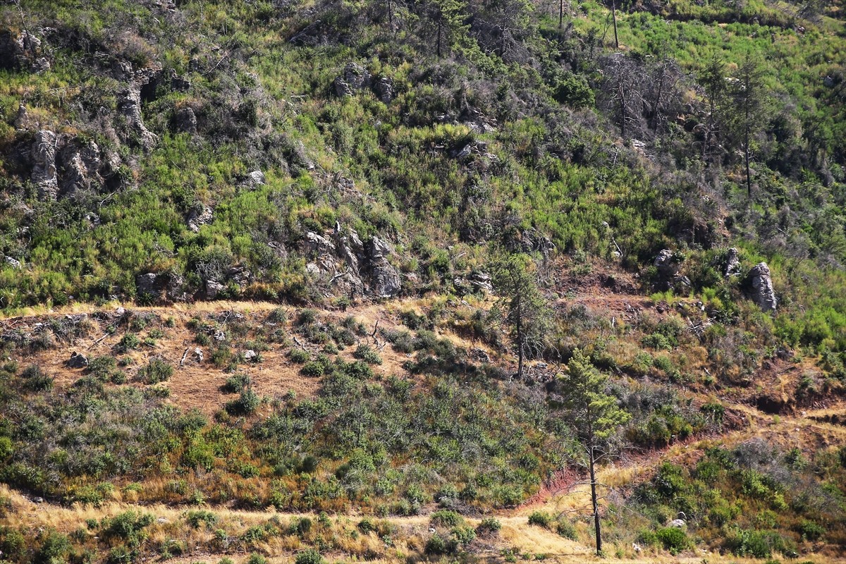 Muğla'da meydana gelen yangınlarda zarar gören ormanlık alanlar, ekiplerin yoğun çalışmasıyla...