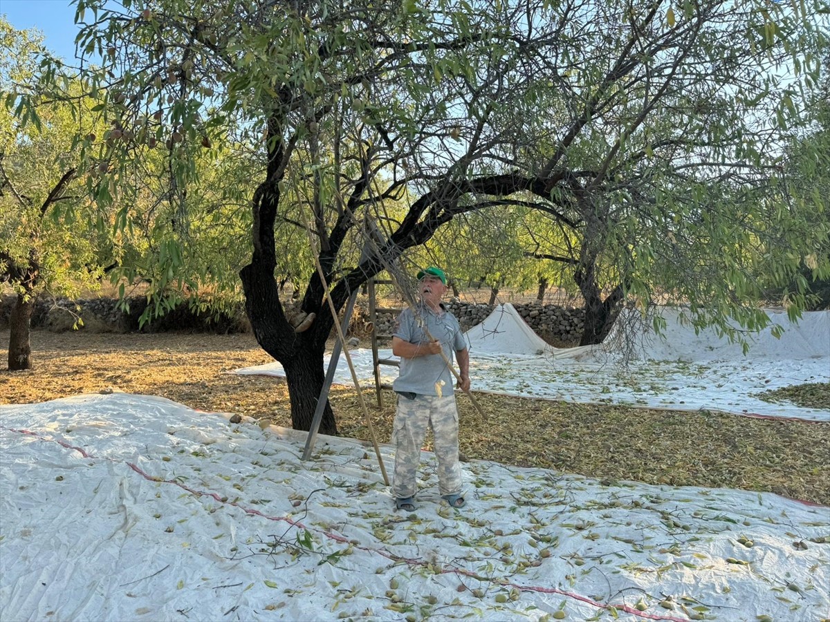 Muğla'nın Datça ilçesinde yaklaşık 12 bin dekar alanda bulunan 250 bin ağaçta badem hasadına...