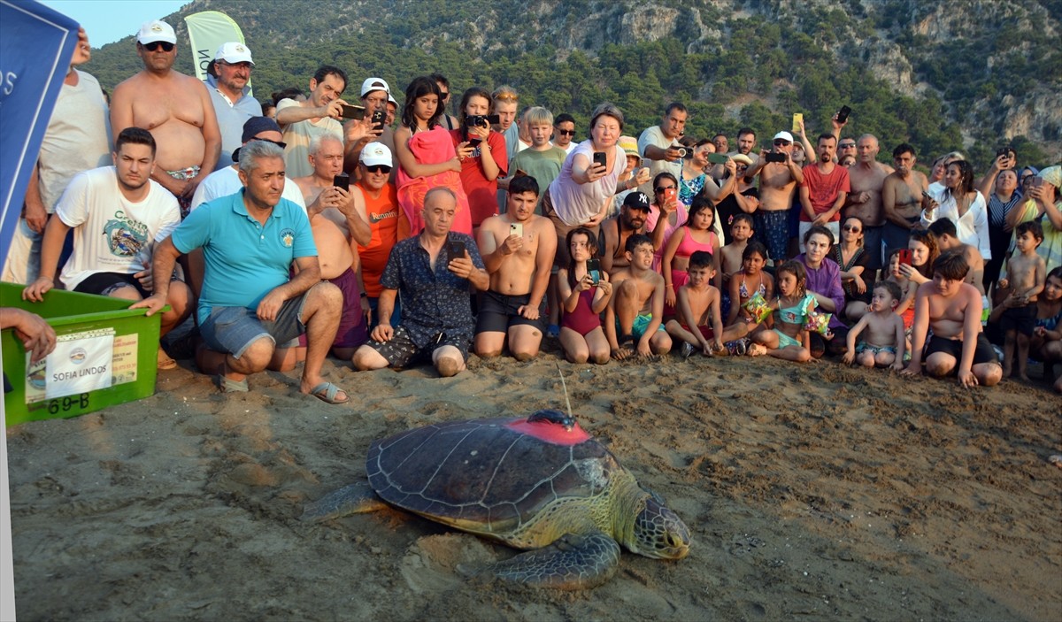 Muğla'nın Ortaca ilçesindeki Deniz Kaplumbağaları Araştırma, Kurtarma ve Rehabilitasyon...