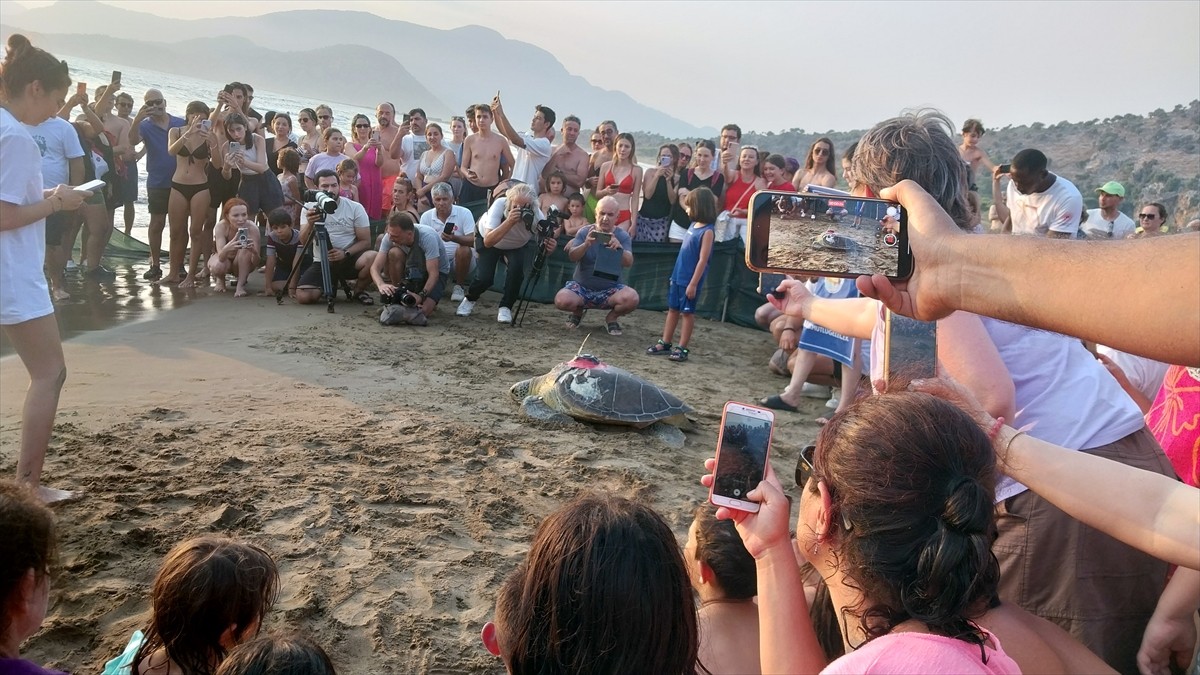 Muğla'nın Ortaca ilçesindeki Deniz Kaplumbağaları Araştırma, Kurtarma ve Rehabilitasyon...