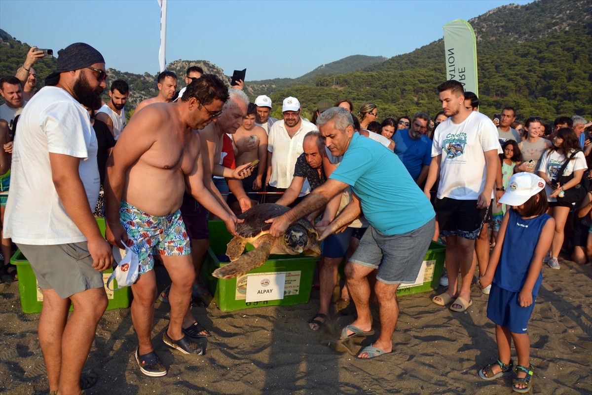 Muğla'nın Ortaca ilçesindeki Deniz Kaplumbağaları Araştırma, Kurtarma ve Rehabilitasyon...
