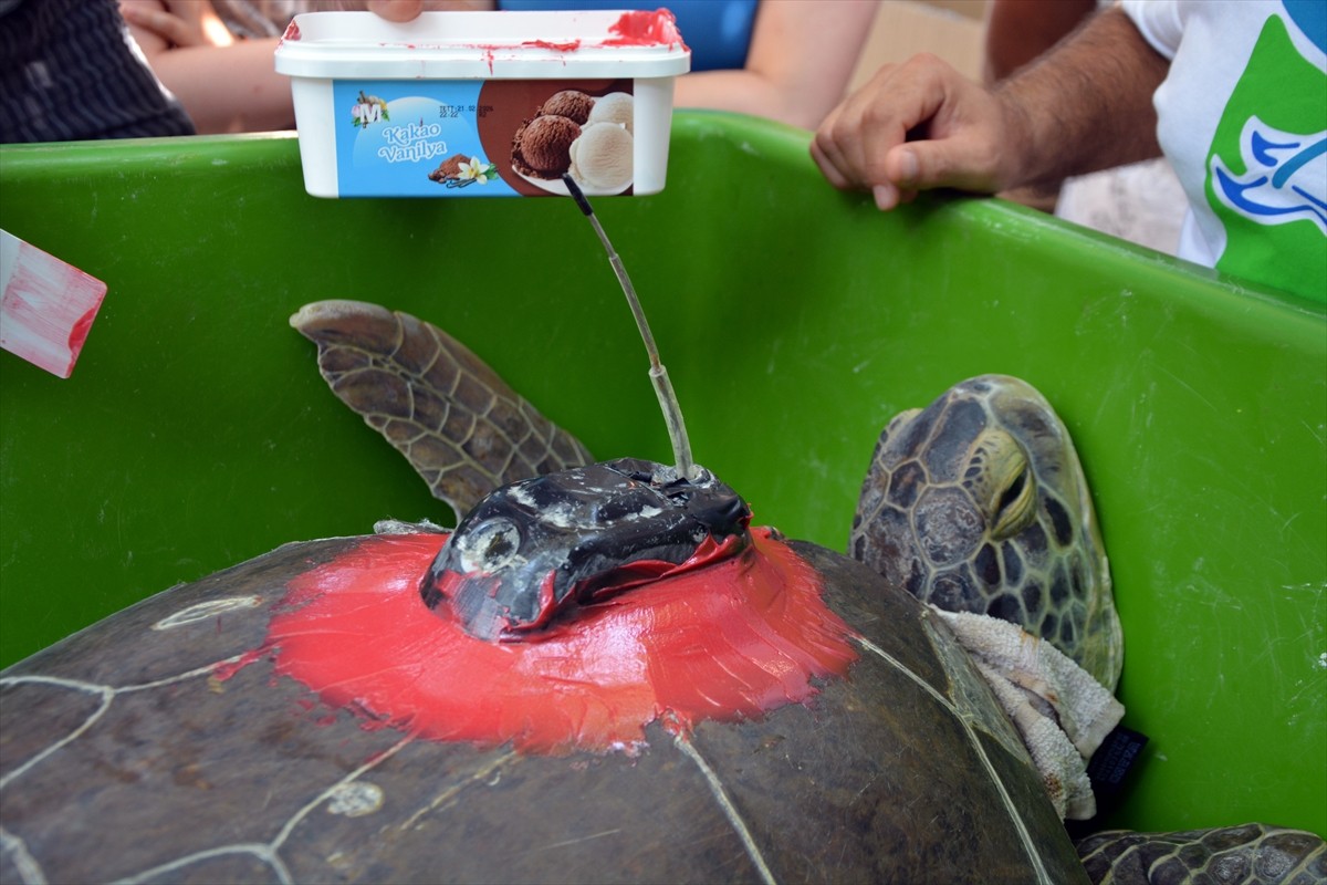 Muğla'nın Ortaca ilçesindeki Deniz Kaplumbağaları Araştırma, Kurtarma ve Rehabilitasyon...