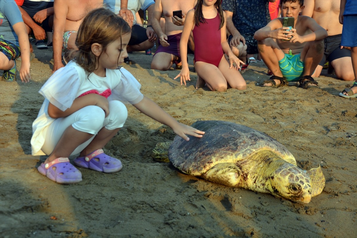 Muğla'nın Ortaca ilçesindeki Deniz Kaplumbağaları Araştırma, Kurtarma ve Rehabilitasyon...