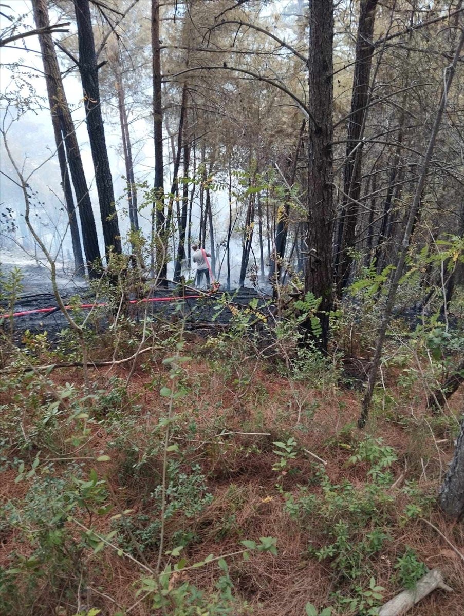 Sinop'un Dikmen ilçesinde ormanlık alanda çıkan yangın kontrol altına alındı.