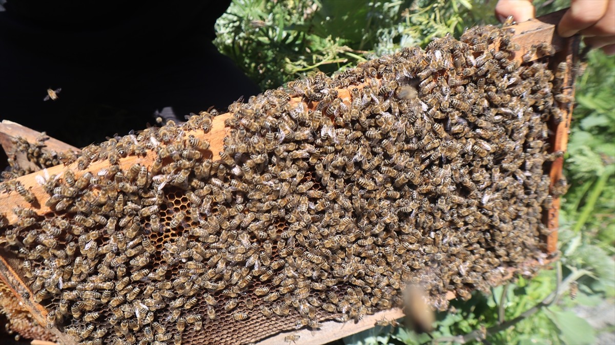 Türkiye'nin önemli bal üretim yerlerinden Kars'ta, bir süredir etkili olan sağanağın ardından...