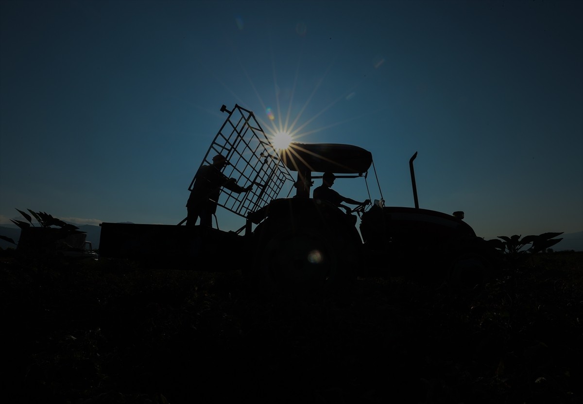 Türkiye'nin önemli tarım havzalarından İzmir'deki ovalarda yetiştirilen ve kavurucu sıcakta hasat...
