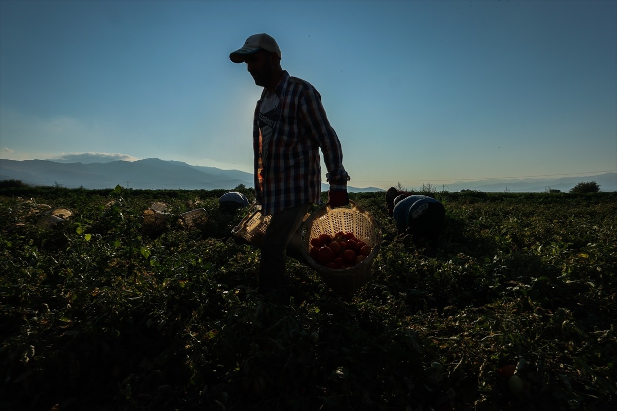 Türkiye'nin önemli tarım havzalarından İzmir'deki ovalarda yetiştirilen ve kavurucu sıcakta hasat...