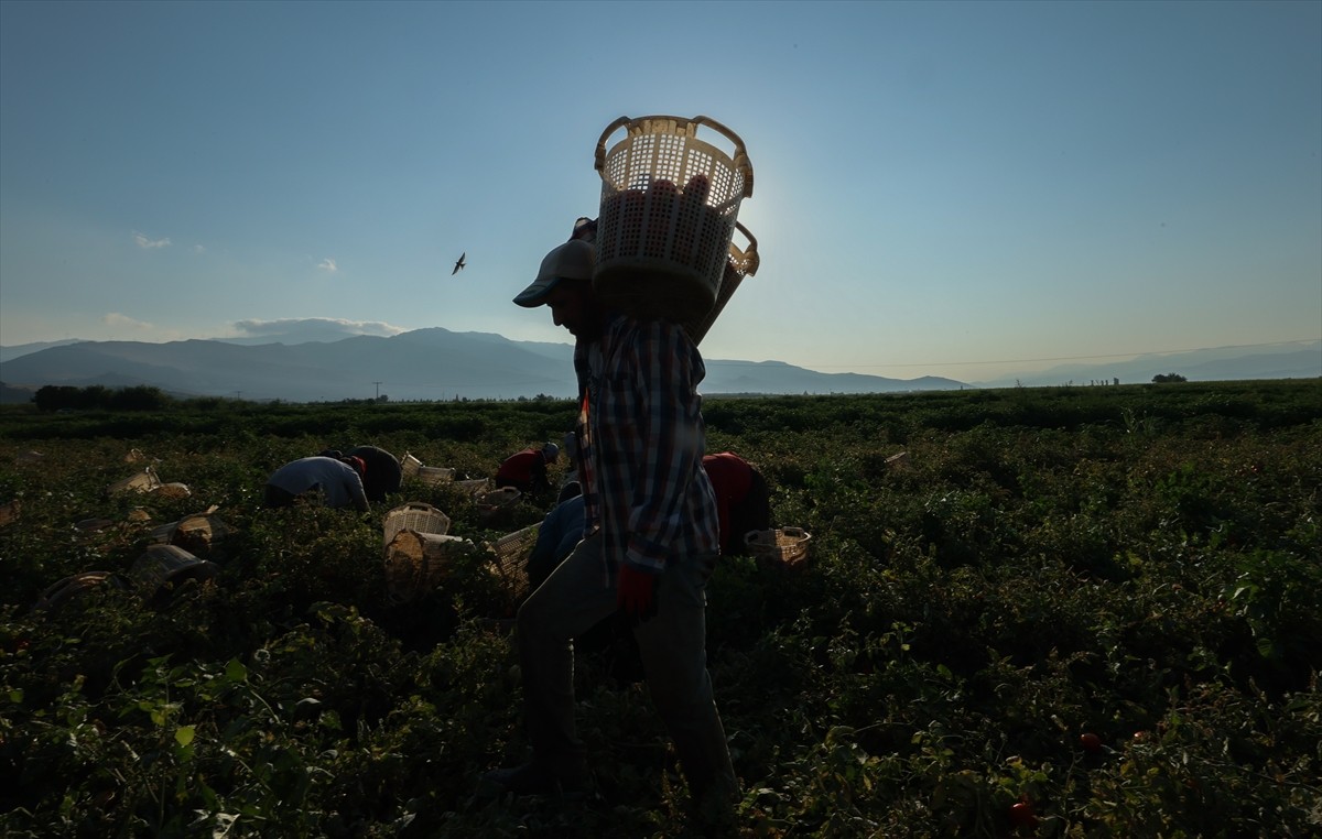 Türkiye'nin önemli tarım havzalarından İzmir'deki ovalarda yetiştirilen ve kavurucu sıcakta hasat...