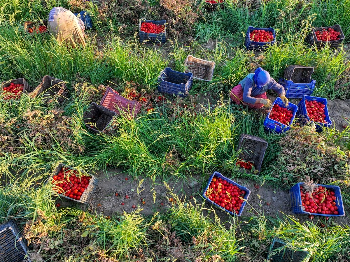 Türkiye'nin önemli tarım havzalarından İzmir'deki ovalarda yetiştirilen ve kavurucu sıcakta hasat...