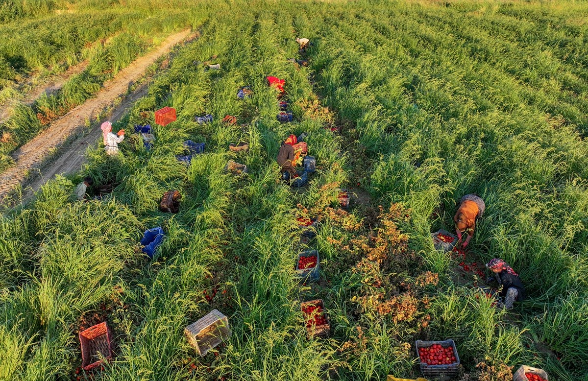 Türkiye'nin önemli tarım havzalarından İzmir'deki ovalarda yetiştirilen ve kavurucu sıcakta hasat...