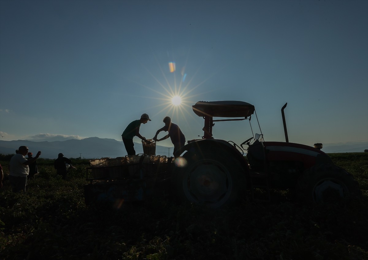 Türkiye'nin önemli tarım havzalarından İzmir'deki ovalarda yetiştirilen ve kavurucu sıcakta hasat...