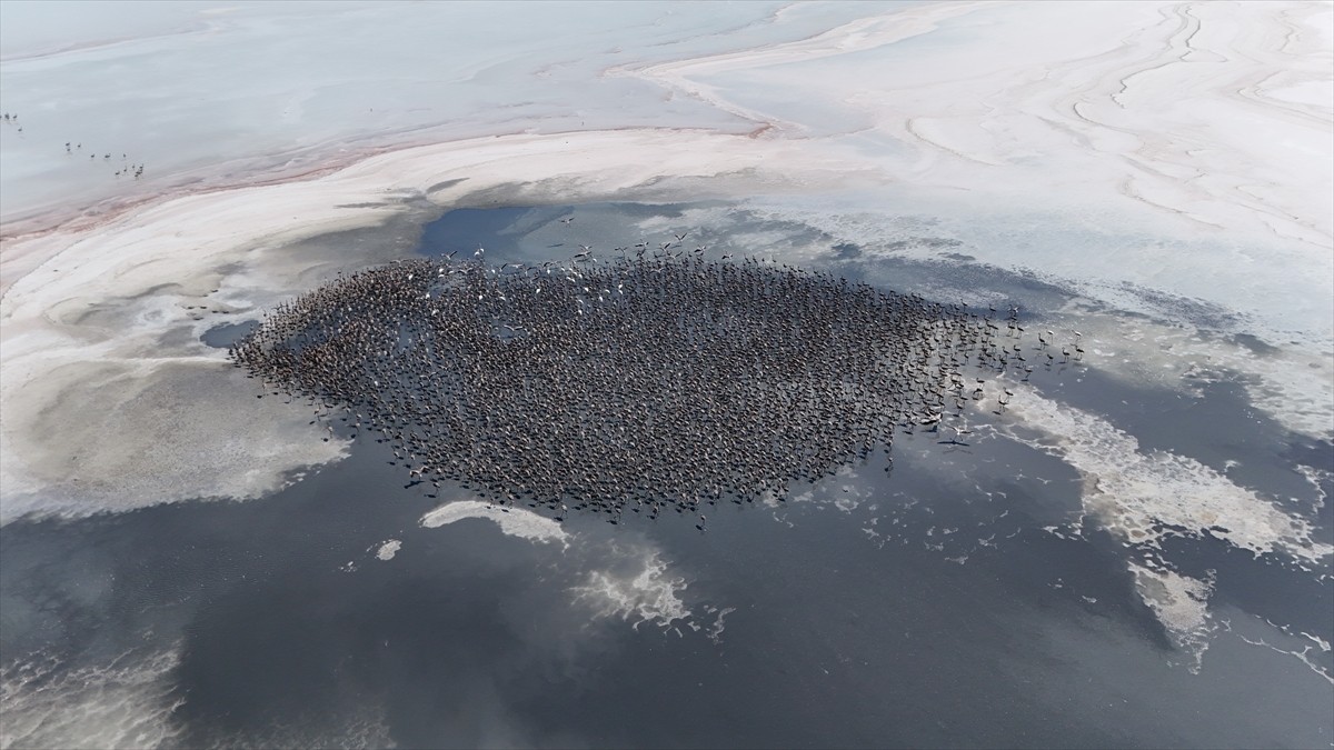 Tuz Gölü Özel Çevre Koruma Bölgesi'nde bu yıl 4 bin 300 yavru flamingonun yumurtadan çıktığı...