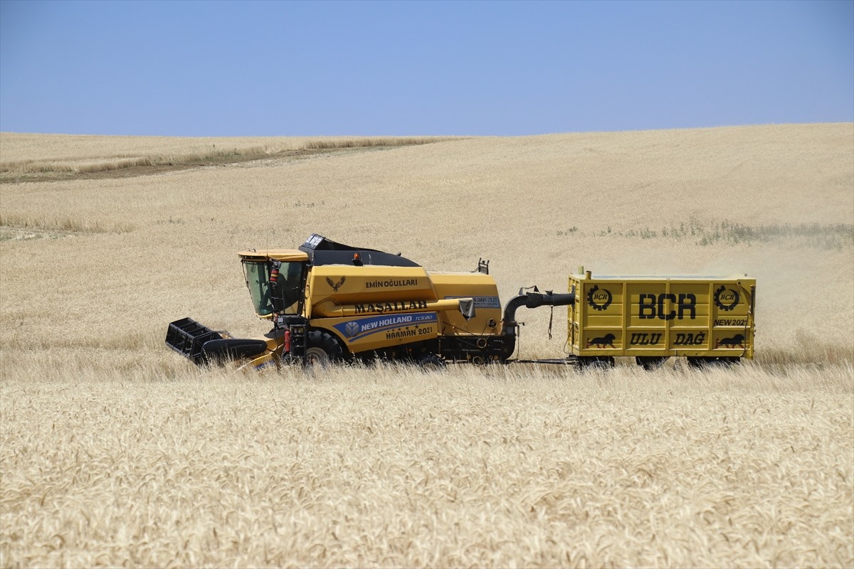 Ağrı'nın bereketli ovalarındaki buğday tarlalarında biçerdöverlerle hasat heyecanı...